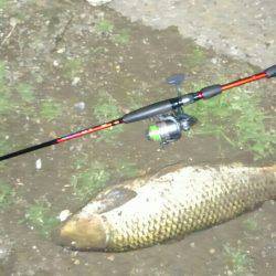 ライトタックルで鯉釣り