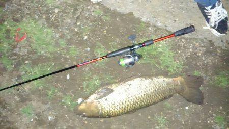 ライトタックルで鯉釣り