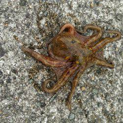 【武庫川一文字】