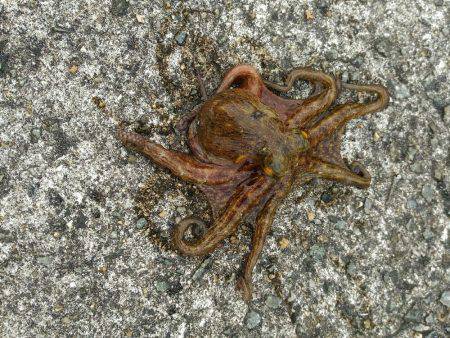 【武庫川一文字】