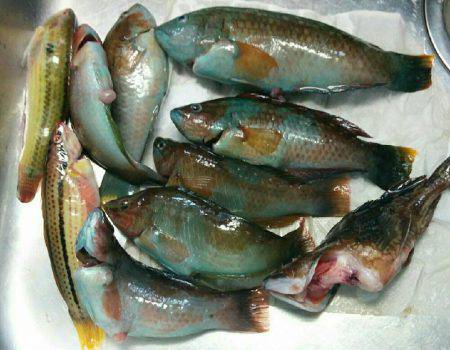 五目投げ釣り٩(•ᴗ• ٩)