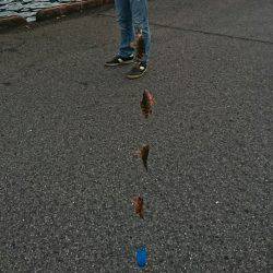 サババイブレーション