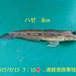 マゴチ40ｃｍをゲット