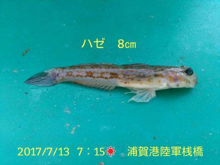 マゴチ40ｃｍをゲット