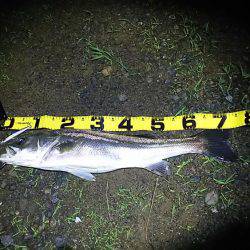 由良川シーバス