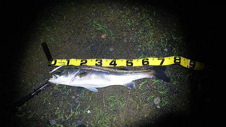 由良川シーバス