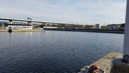 シーバス求めて