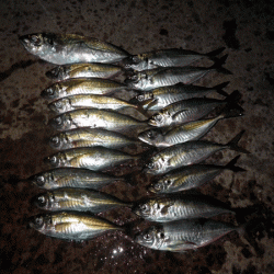 坊勢アジング(2017-7)