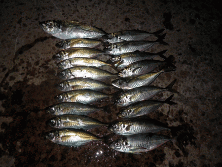 坊勢アジング(2017-7)