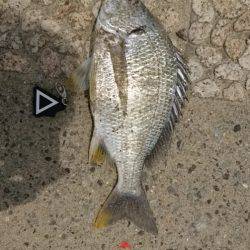 crowでトップゲーム