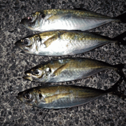 日本海アジング（2017-8）