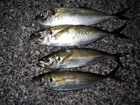 日本海アジング（2017-8）