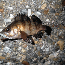 二見メバル(2017-5)