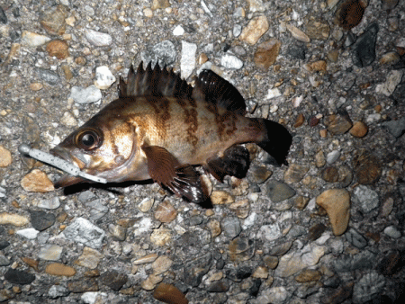 二見メバル(2017-5)