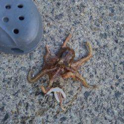 タコ釣れました