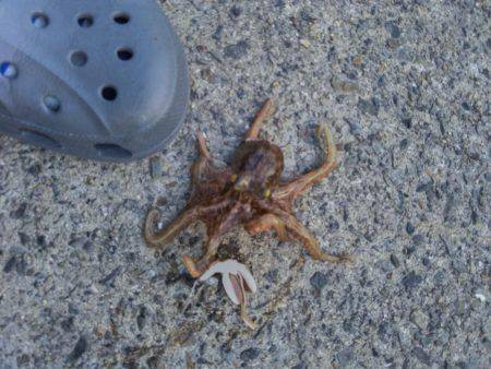 タコ釣れました