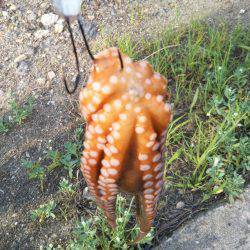 舞洲でタコ釣り