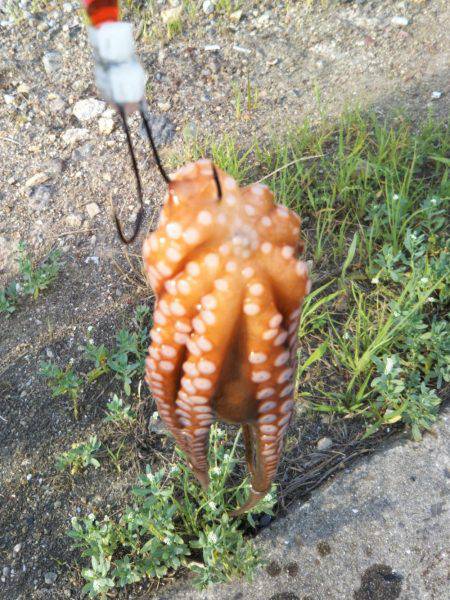 舞洲でタコ釣り