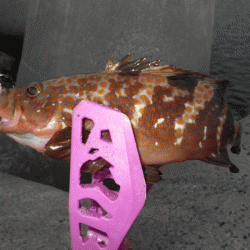 日本海アジング（2017-9）