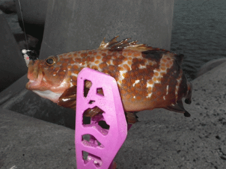 日本海アジング（2017-9）