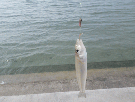 日本海キス(2017-2)