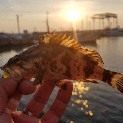 来る日も来る日もライトワインド〜！