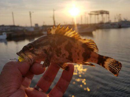 来る日も来る日もライトワインド〜！
