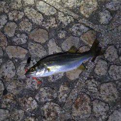 チニングと手長エビ釣り