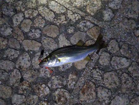 チニングと手長エビ釣り