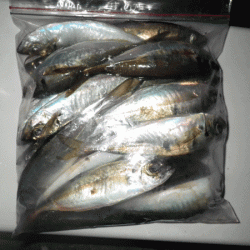 坊勢アジング(2017-10)