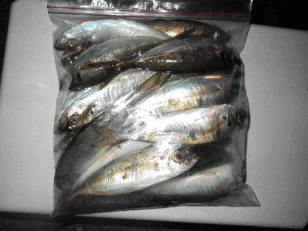 坊勢アジング(2017-10)