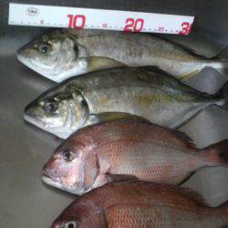 海上釣堀　田尻