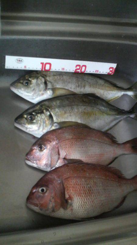 海上釣堀　田尻