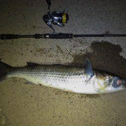 武庫川チニング