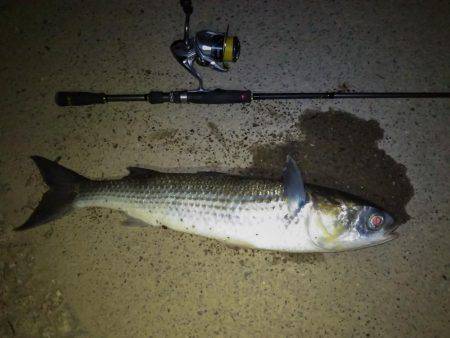 武庫川チニング