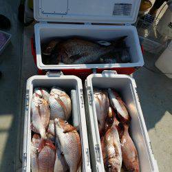 コマセマダイ　酒田沖