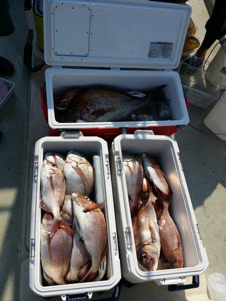 コマセマダイ　酒田沖