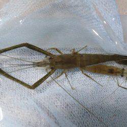 武庫川テナガエビ