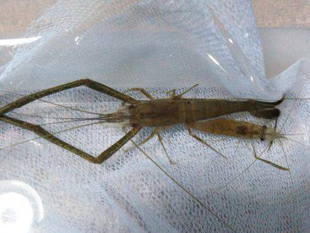 武庫川テナガエビ