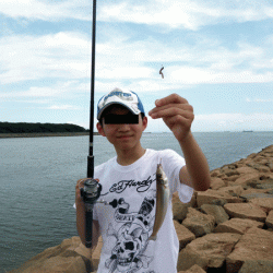 姫路キス(2017-3)