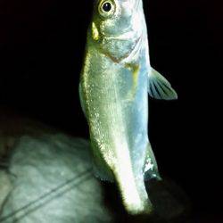 淀川チニングNO４