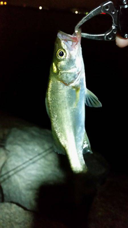 淀川チニングNO４