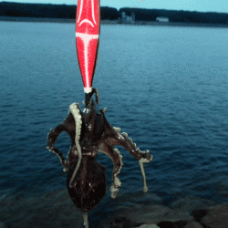 姫路タコ（2017-1）