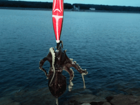 姫路タコ（2017-1）