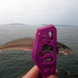 姫路キス(2017-4)