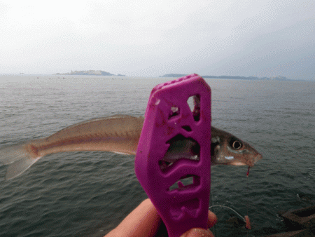 姫路キス(2017-4)