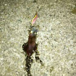 ガシラ遊びとプチケンサキ