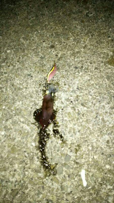 ガシラ遊びとプチケンサキ