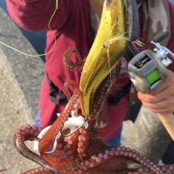 タコ連チャン釣行