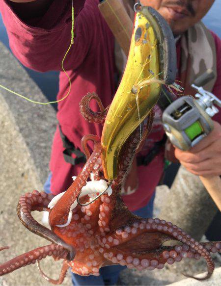 タコ連チャン釣行